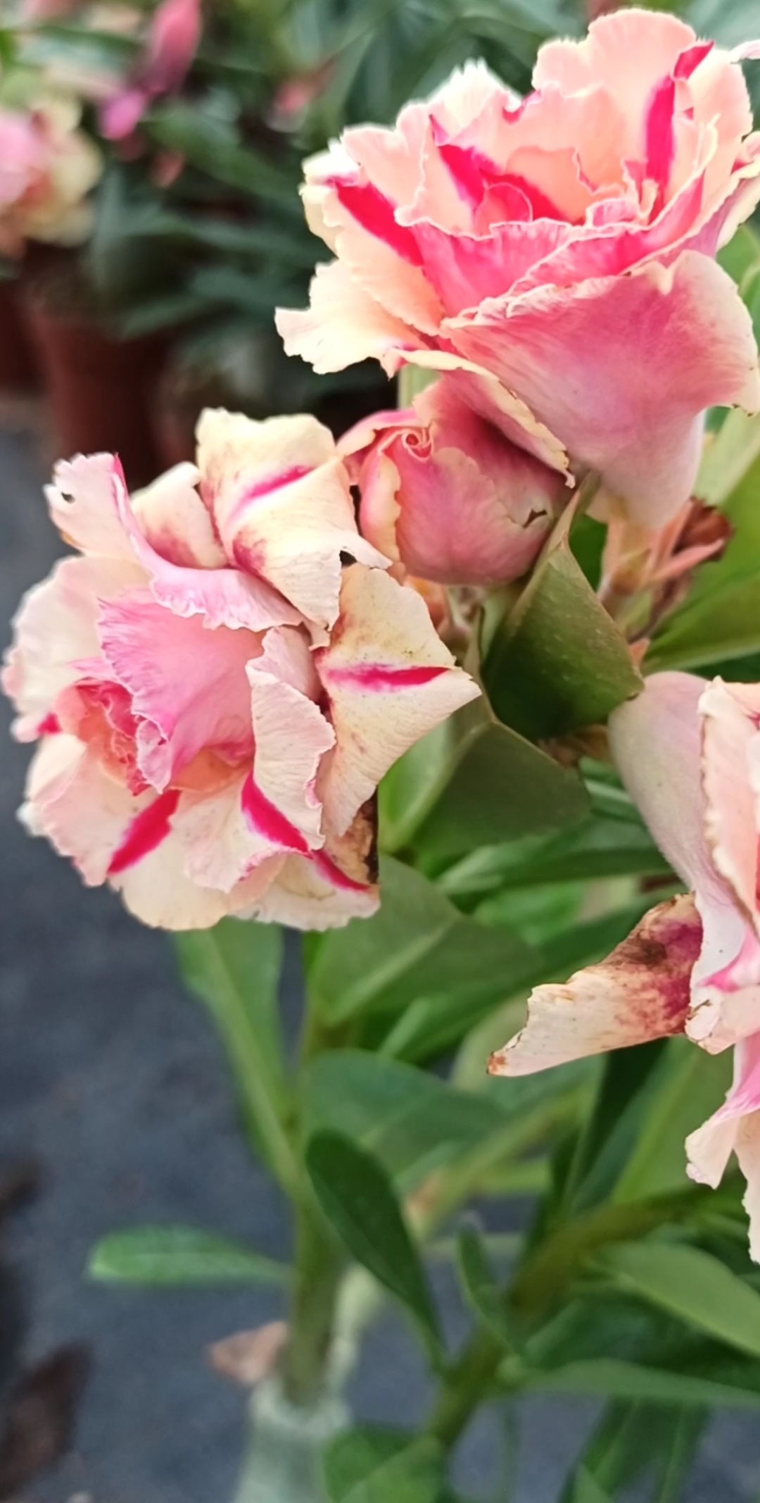 我的小花园#沙漠玫瑰--三色堇