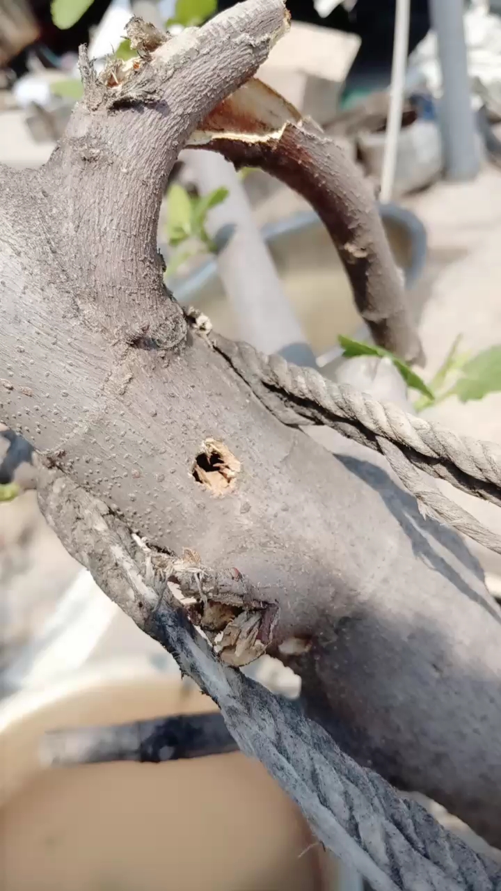 五花果树生了钻心虫树干给吃空了