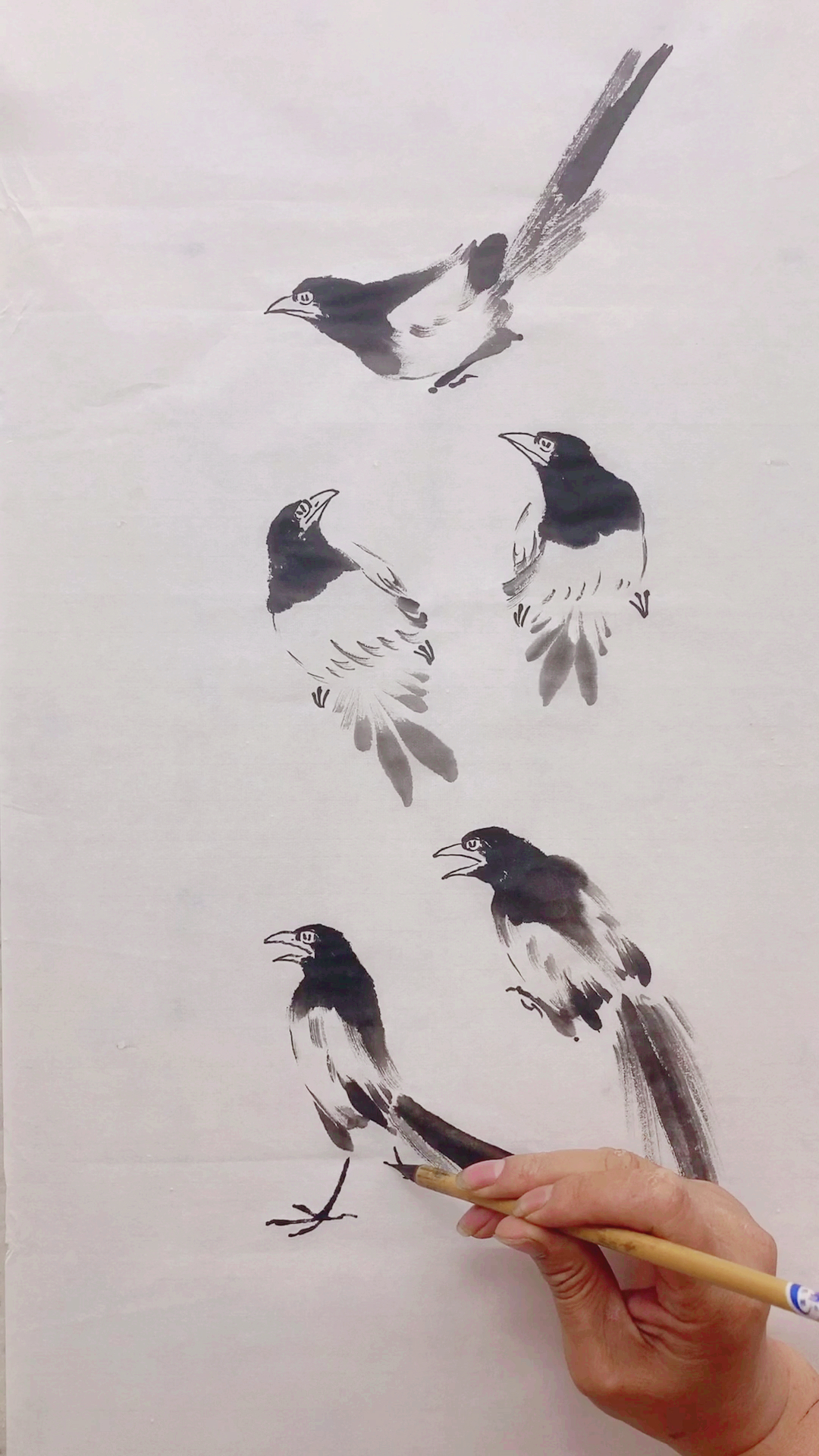 鸟类画法教程#喜鹊画法