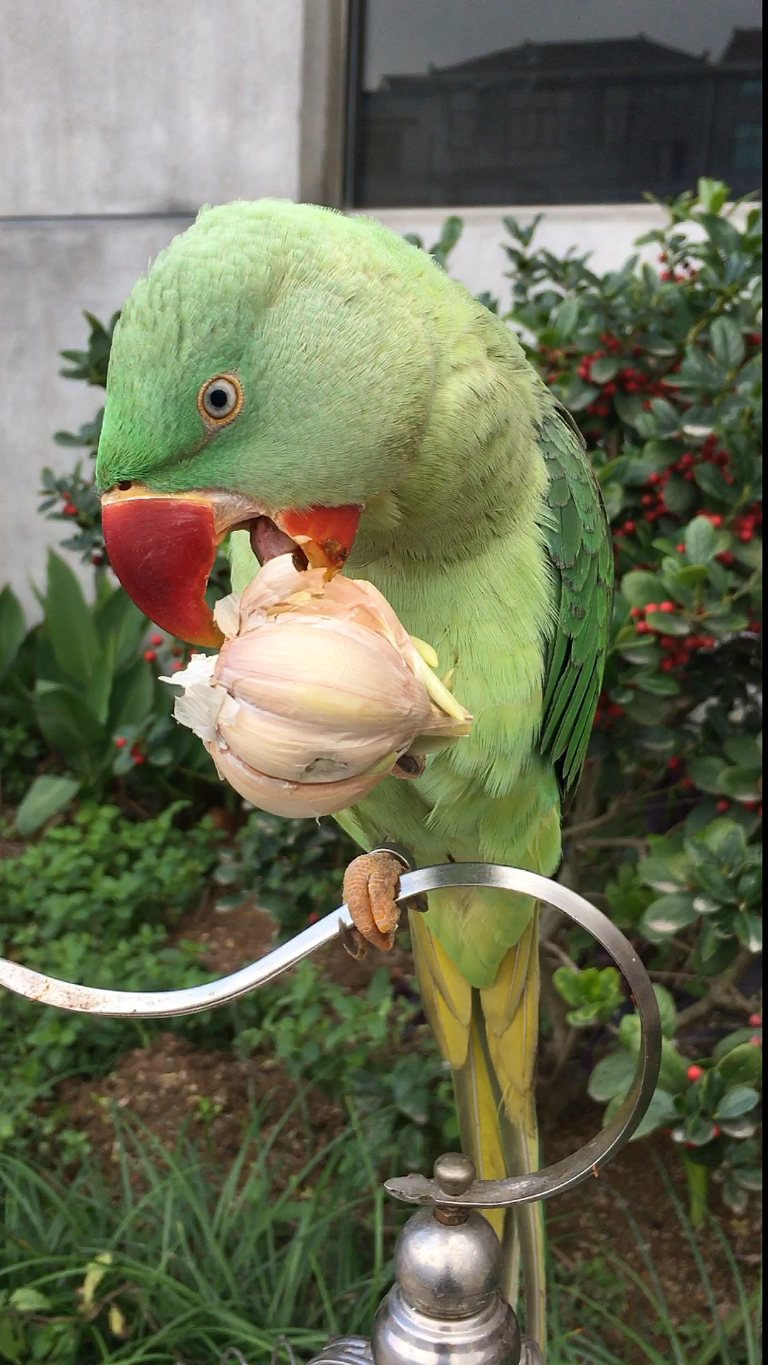 萌宠成长记#鹦鹉舌头是不是没有味觉?辣椒 大蒜 苦的果子都吃!