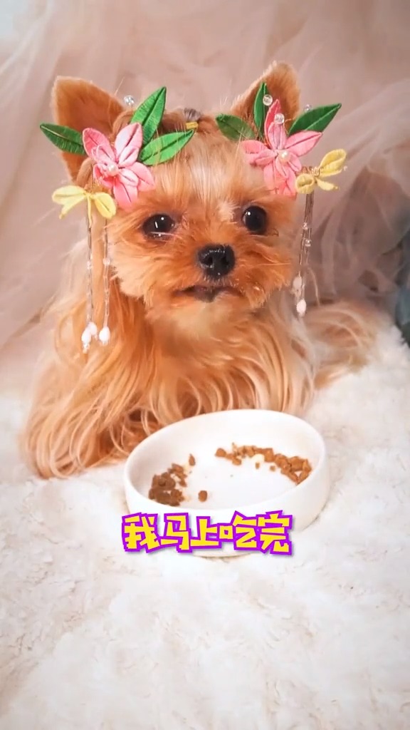 牡丹鸡片你学废了吗