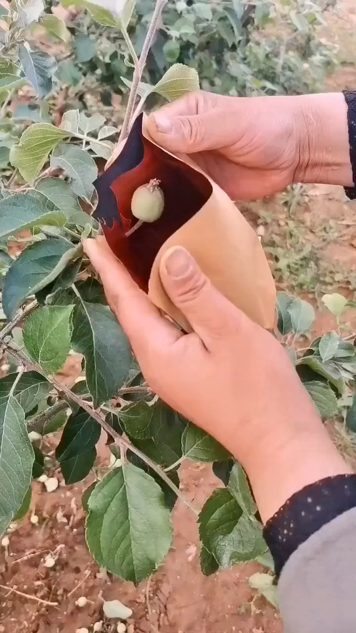 苹果套袋