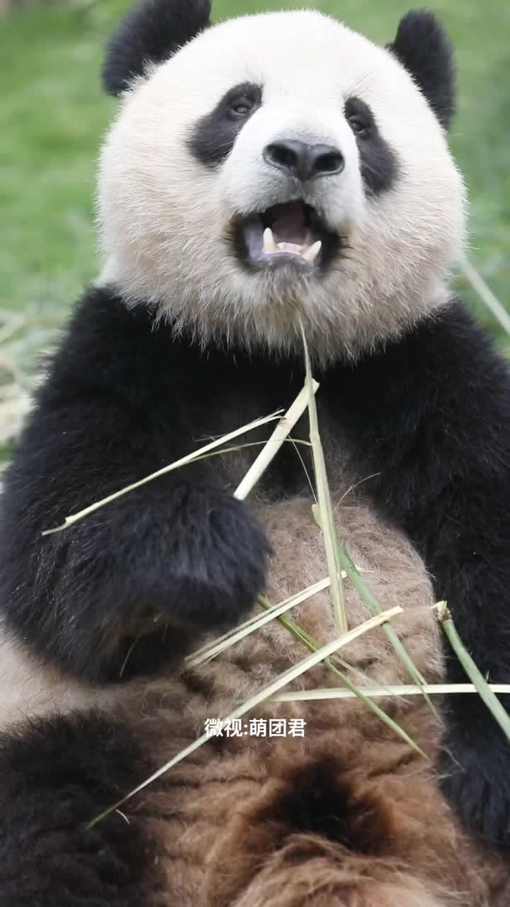 熊猫宝宝吃竹子高清特写