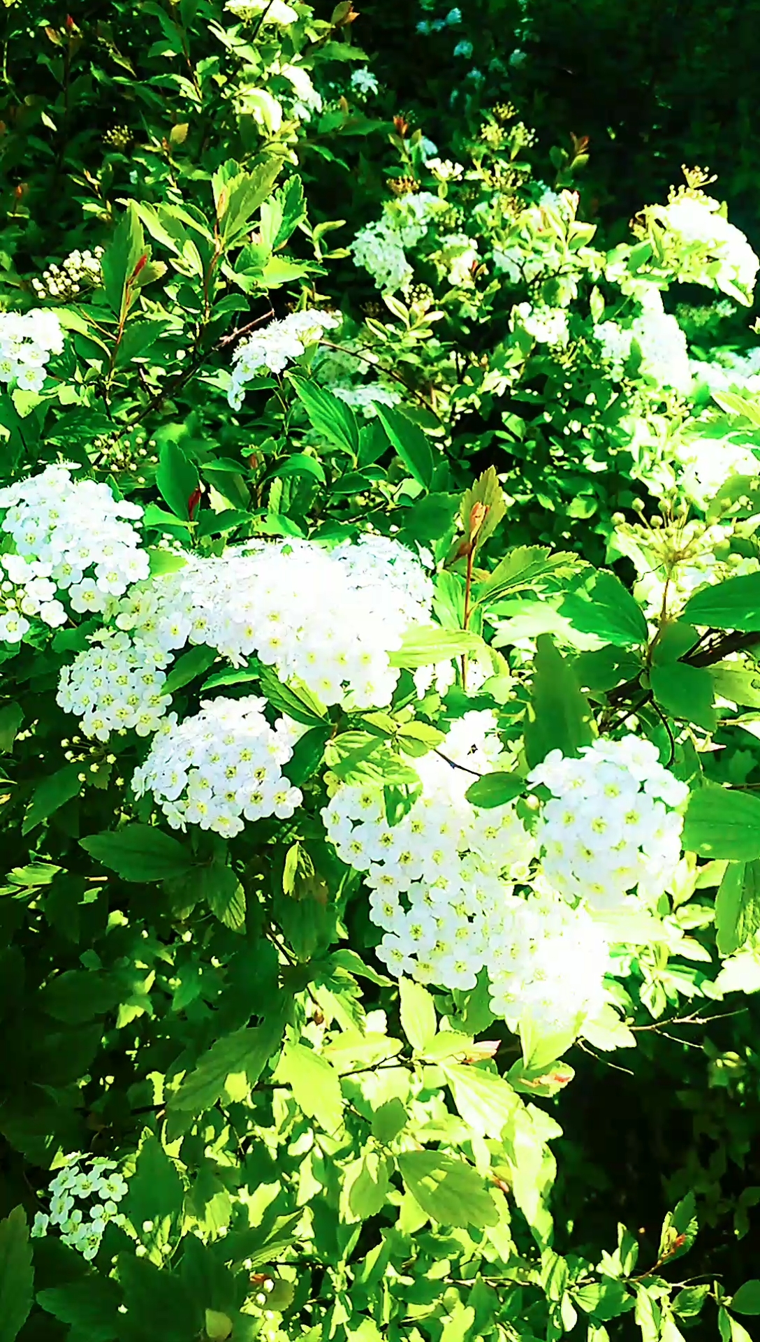 带上全民去旅行#绣球绣线菊