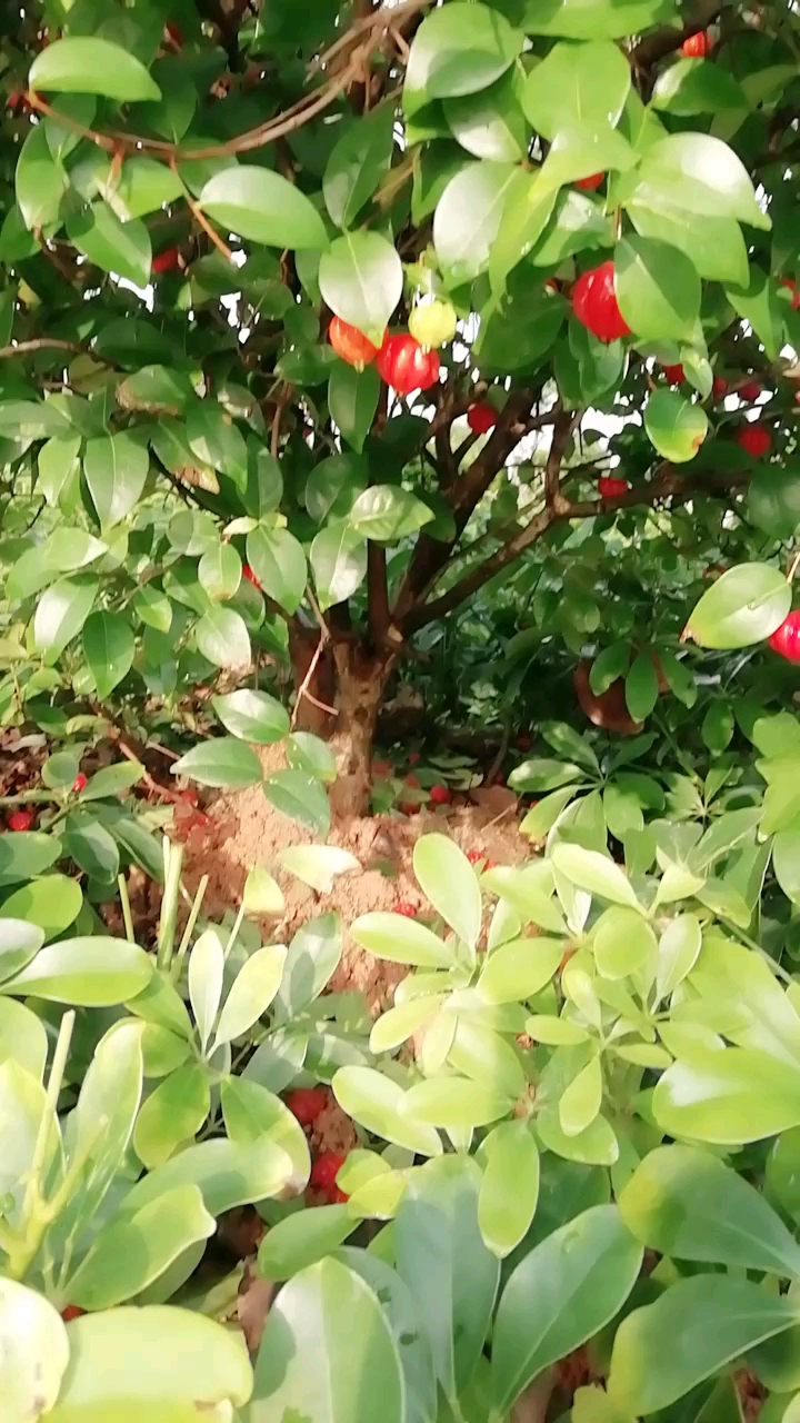 巴西红果像不像是灯笼