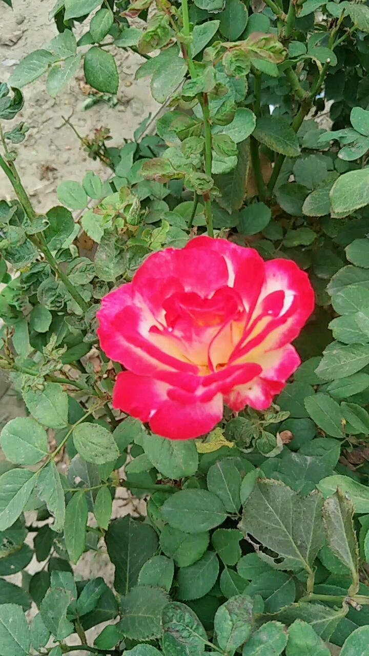 音为有你#美丽的双色月季花