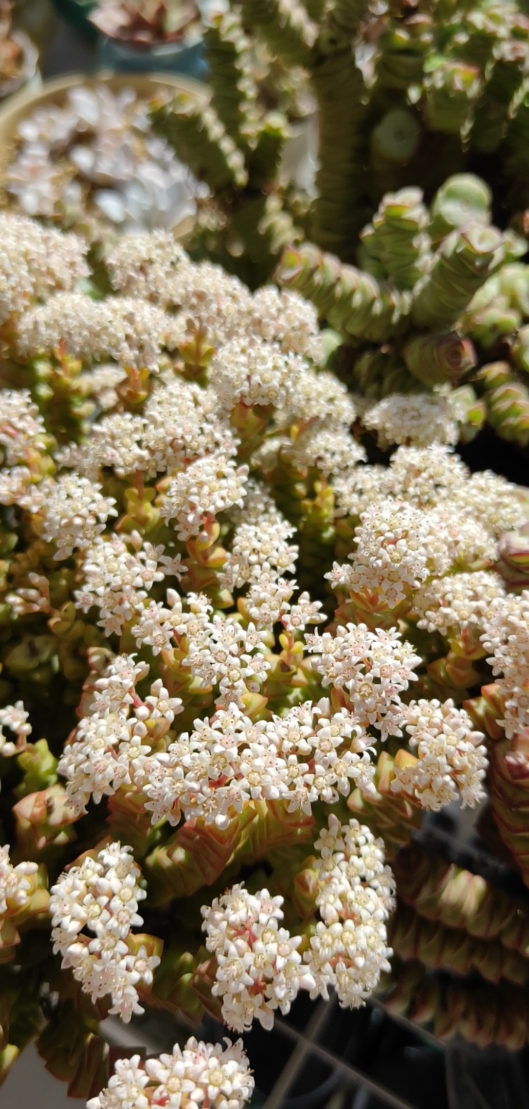 开花的小米星库存