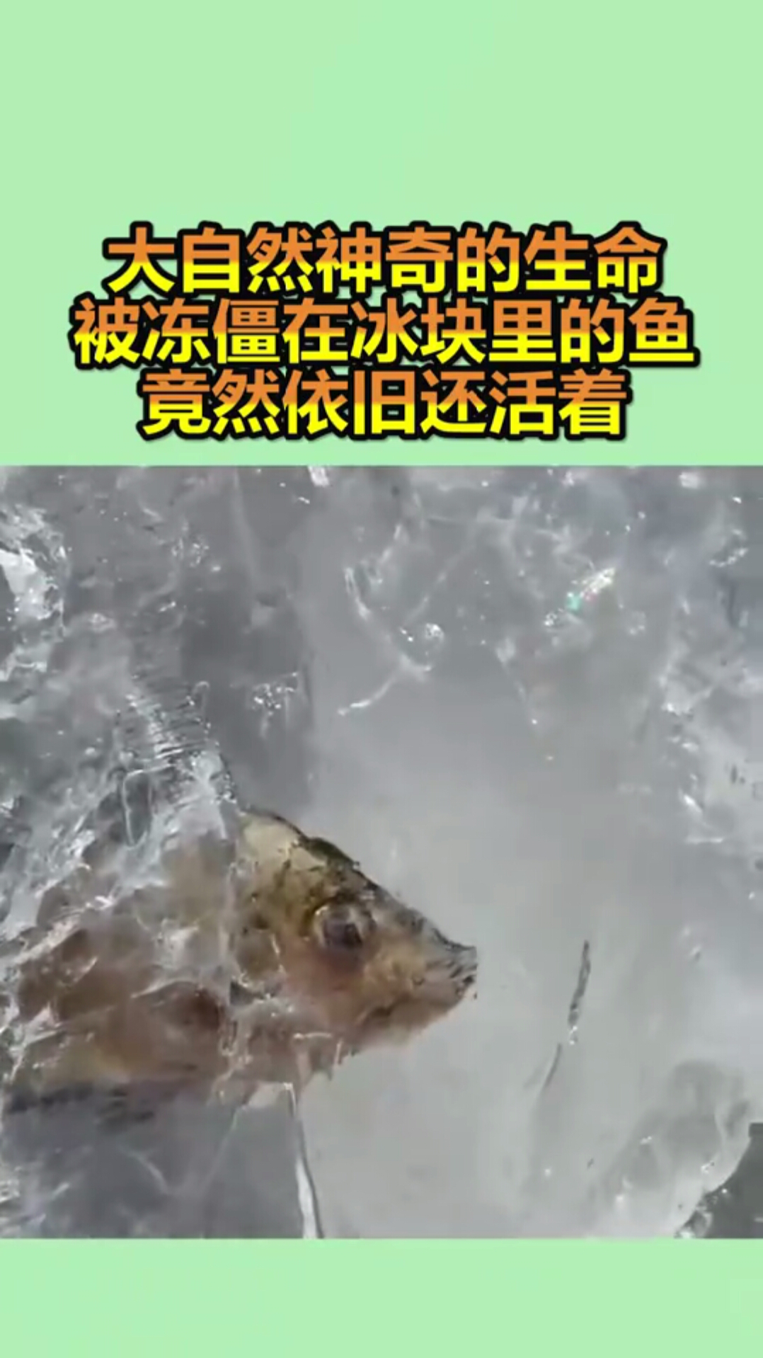 大自然神奇的生命,被冻僵在冰块里的鱼,竟然依旧还活着