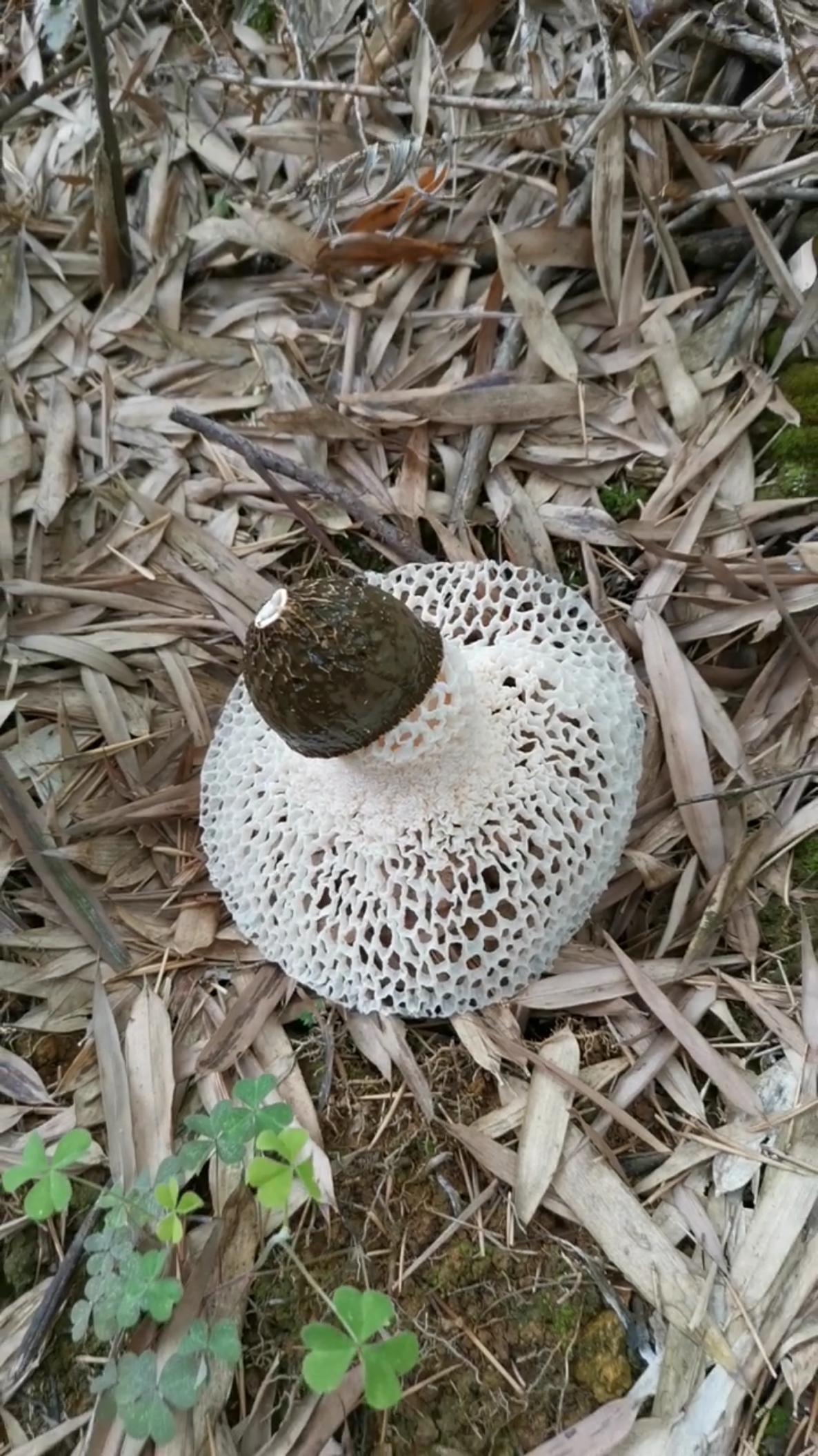 竹山发现野生竹荪,好漂亮穿着裙子的菌,早点没开晚点又过了,正当时