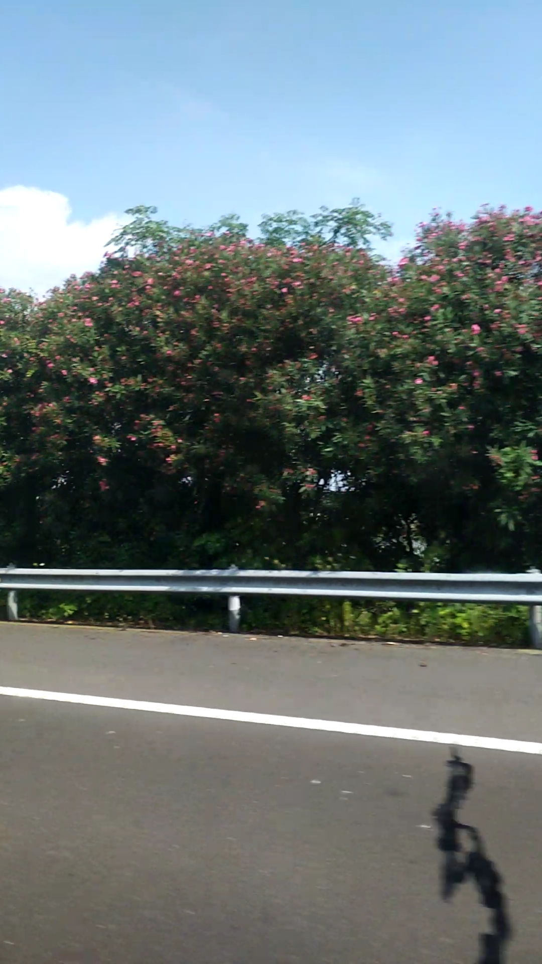 好美的柳叶桃花