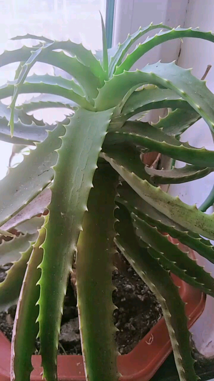 音为有你#这个芦荟是消炎的