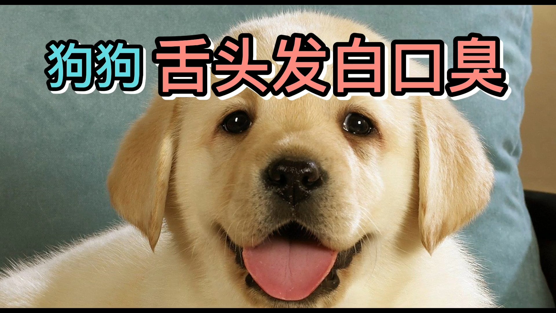 狗狗舌頭髮白口臭