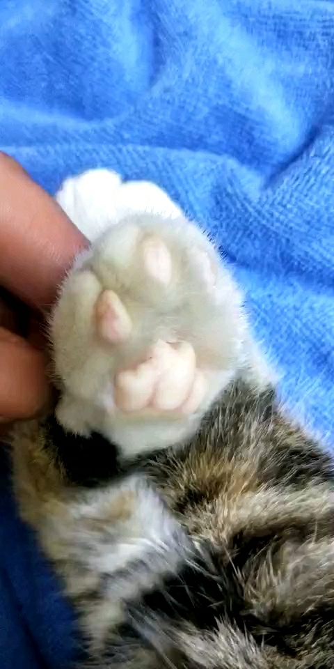 这可爱的小爪爪,萌萌哒?