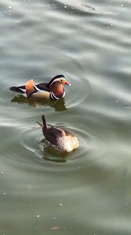 只羡鸳鸯不羡仙!