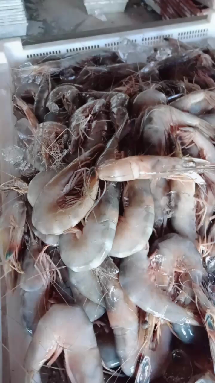 纯黄海对虾,五十块钱一个,贵吗