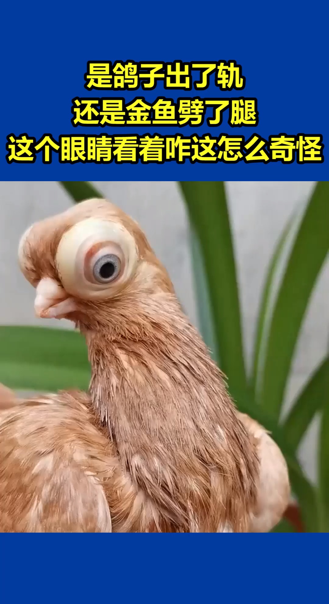 我要上热门#是鸽子出了轨,还是金鱼劈了腿?