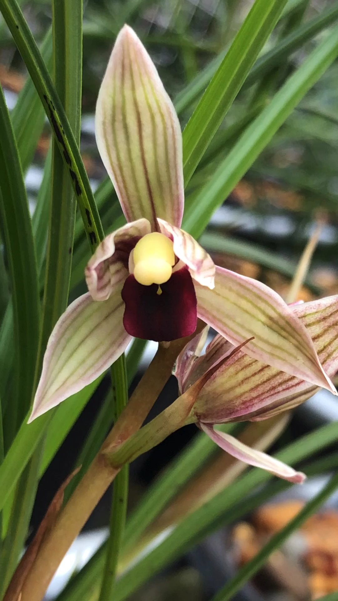 兰花#莲瓣兰丽江红