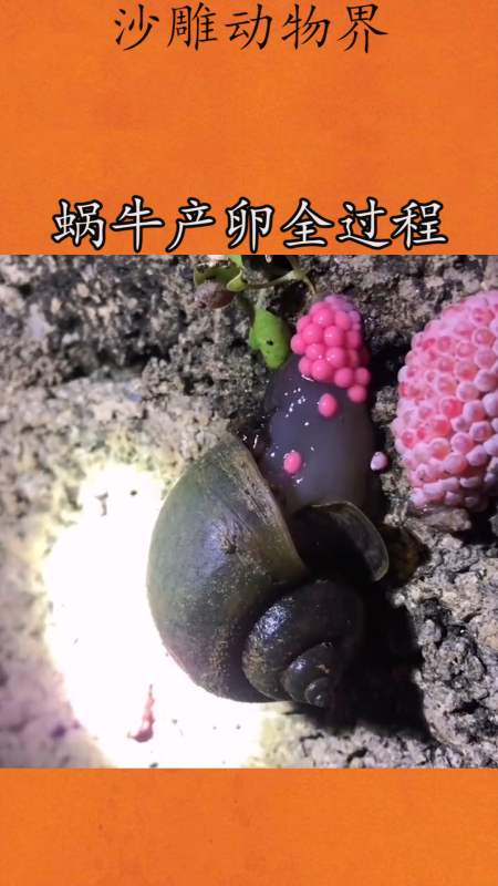 我要上热门#蜗牛产卵全过程