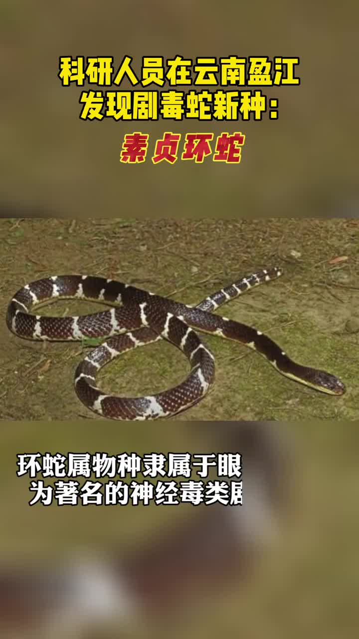 云南发现剧毒蛇新种命名素贞环蛇,网友:看到这个图我有点慌