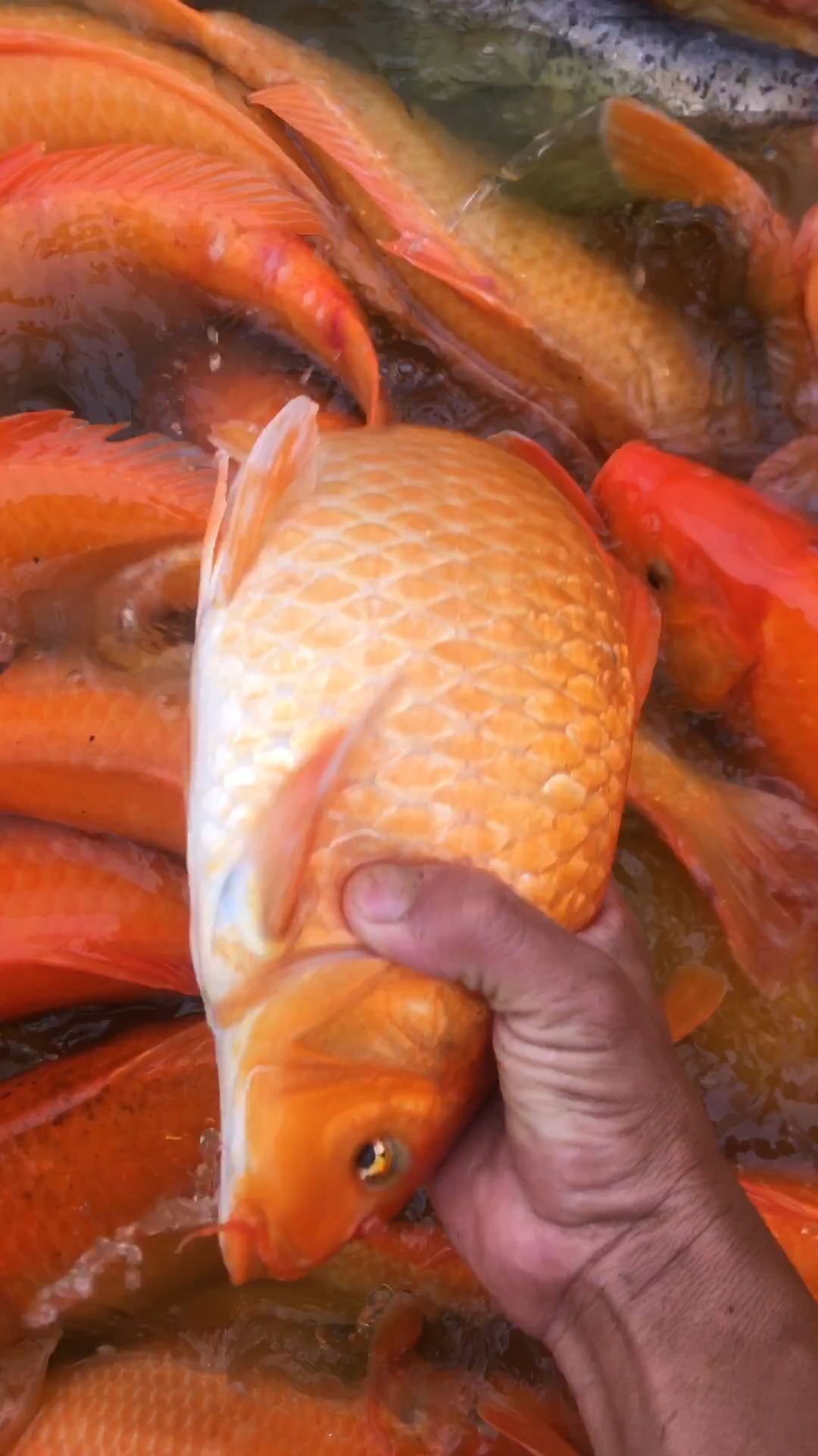 大红鲤好漂亮,见者身体健康,日子红红火火