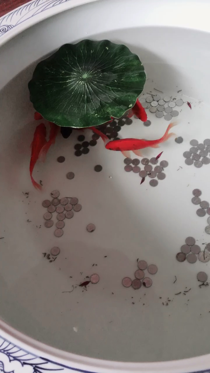 发财鱼啊!见着祝你年年大发,给个免费的小呗!