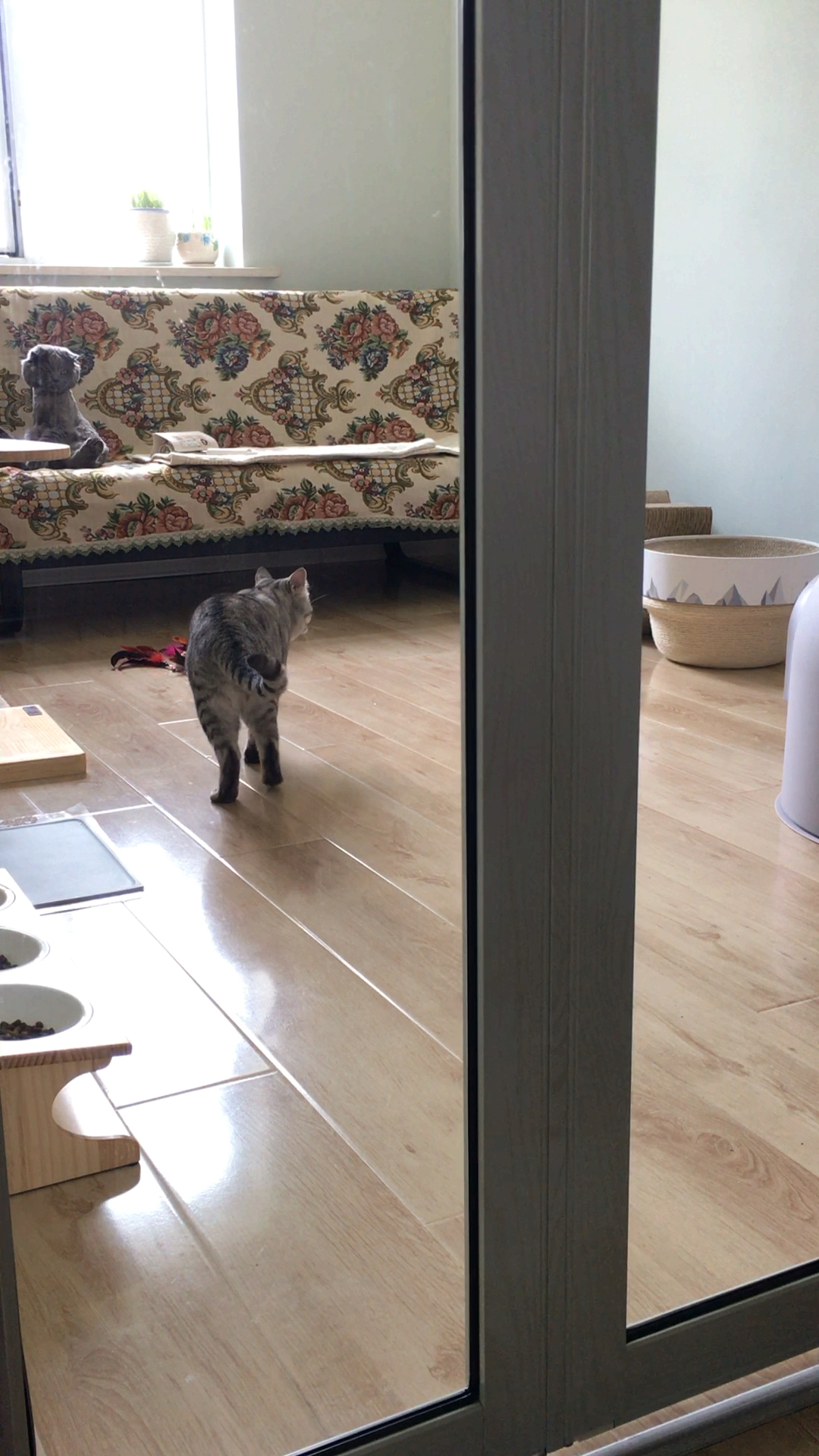 给它们单间换个玻璃门,毛孩子在里面做什么一目了然.