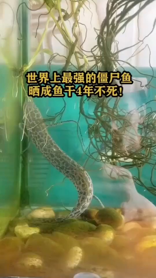 世界上最强的"僵尸鱼"!