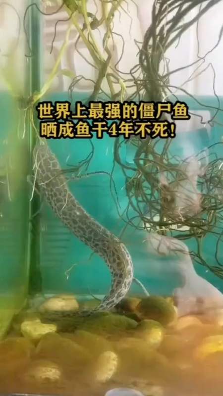 搞笑视频#世界上最强的"僵尸鱼"!-度小视