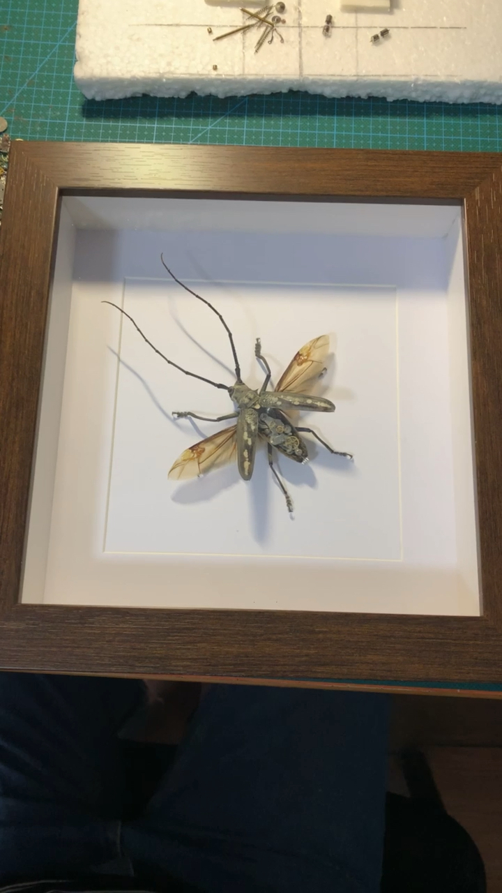 蒸汽朋克天牛标本