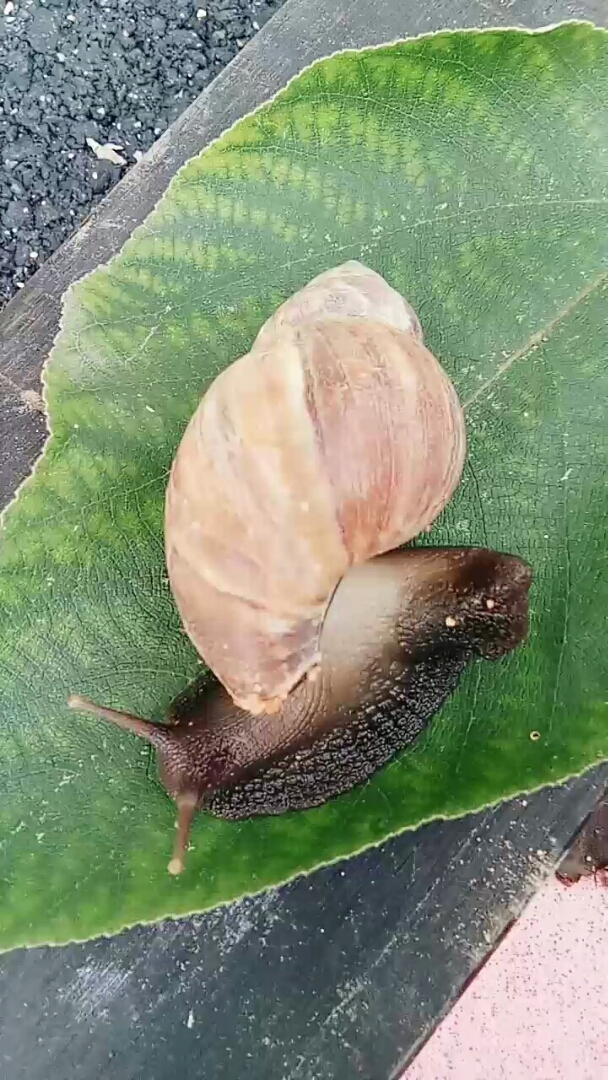 福州野生大蜗牛,很好吃的哦