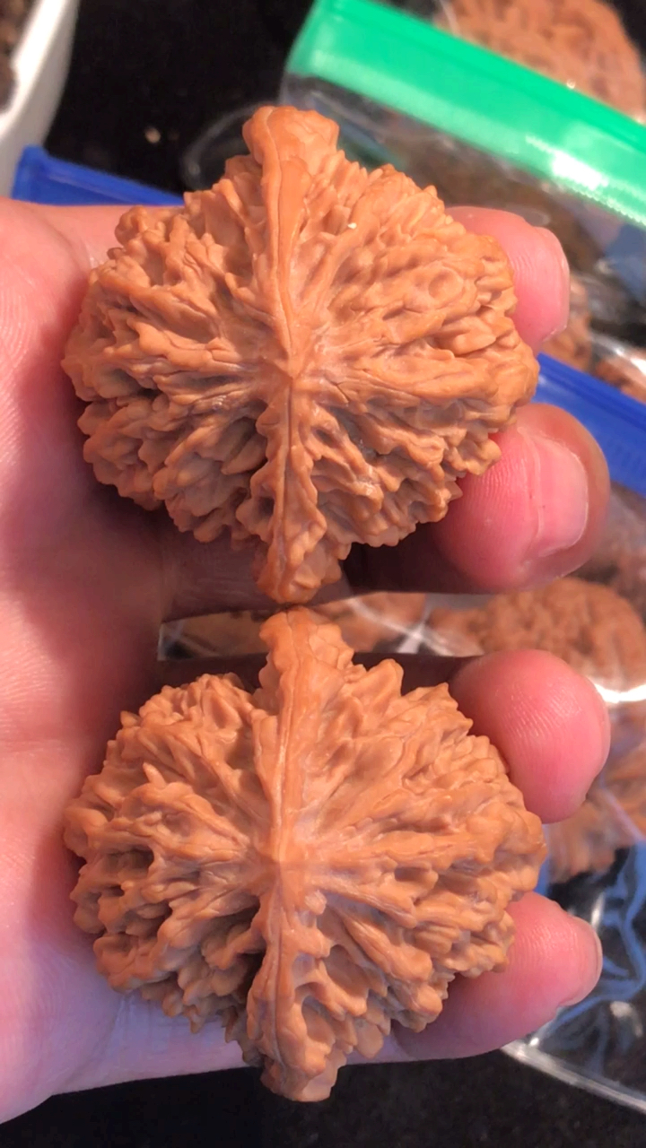 骨质一流的京八对狮子头