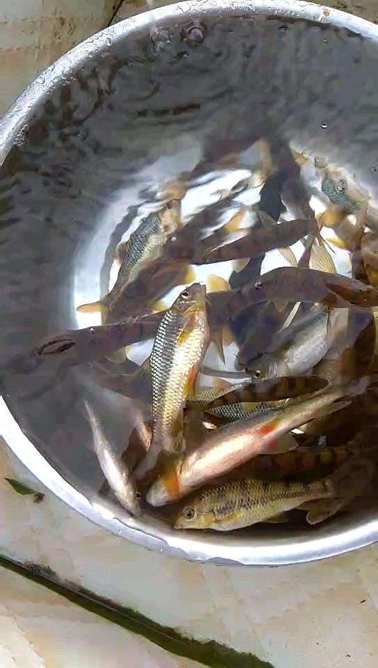 野生小鱼不知道叫什么?