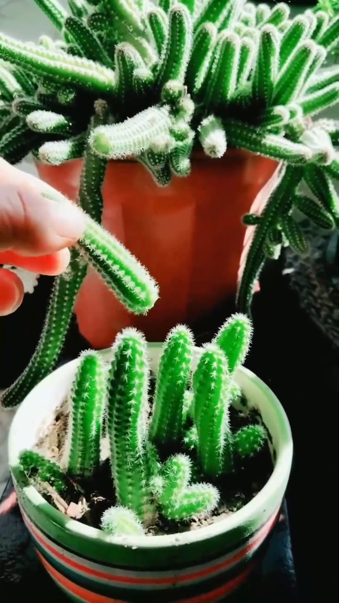 教大家怎样来扦插繁殖仙人指成活率高