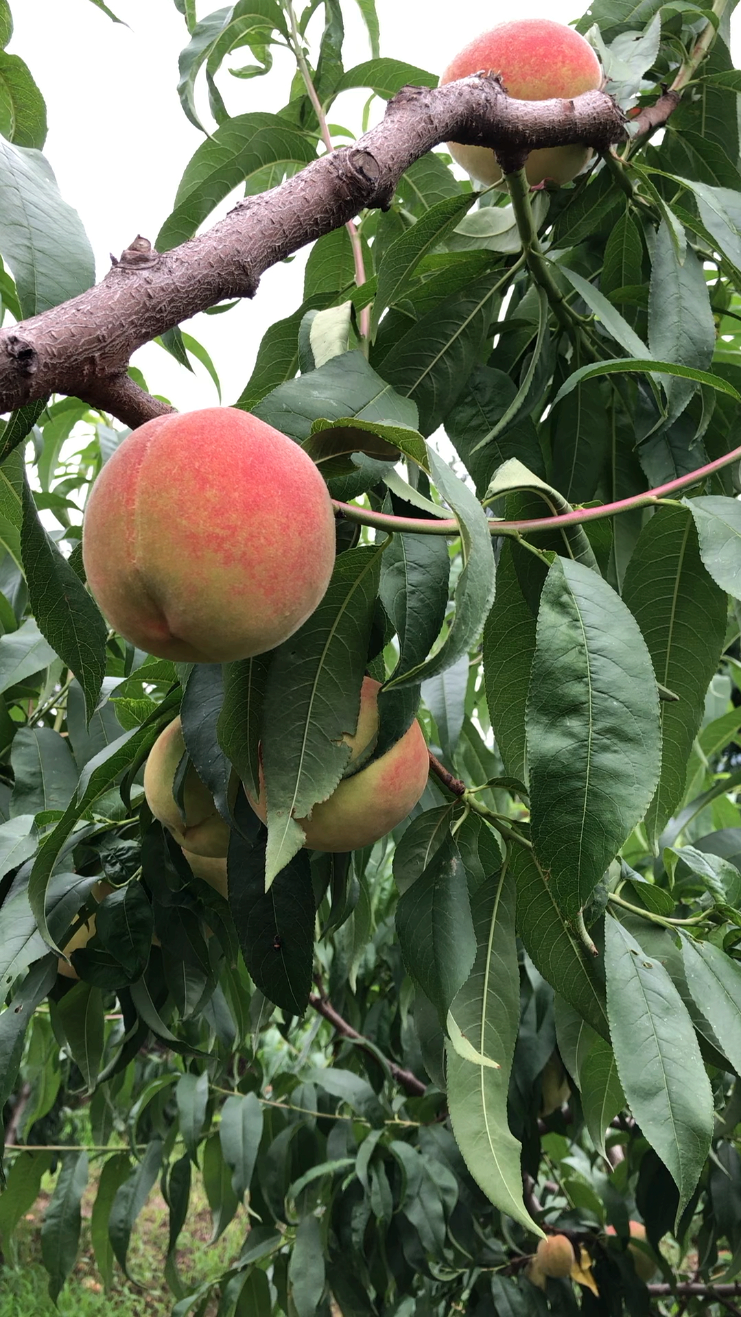 长安王莽万亩桃园的桃子熟了.树树红桃皆诱惑,颗颗甜桃留游人.