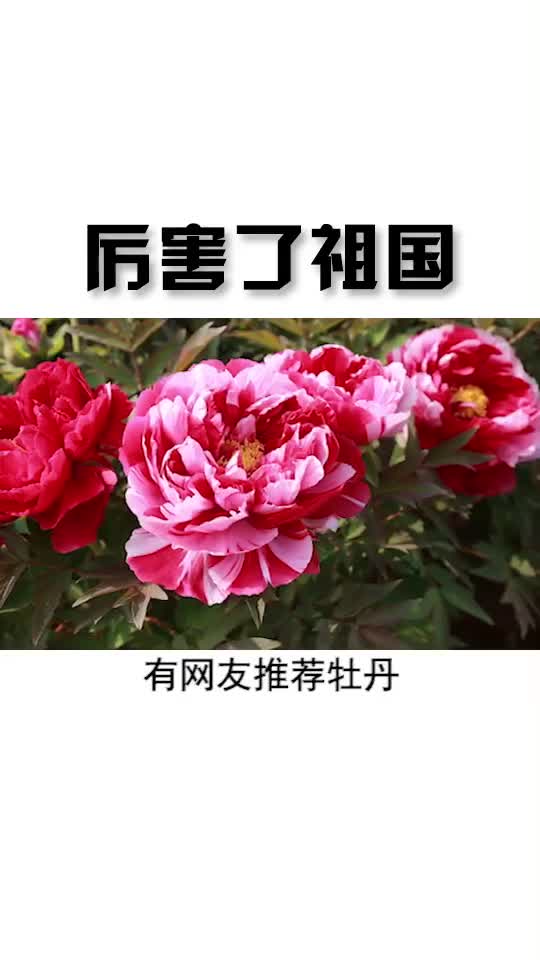 你感觉什么花可以代表我国的国花你选什么花呢厉害了祖国