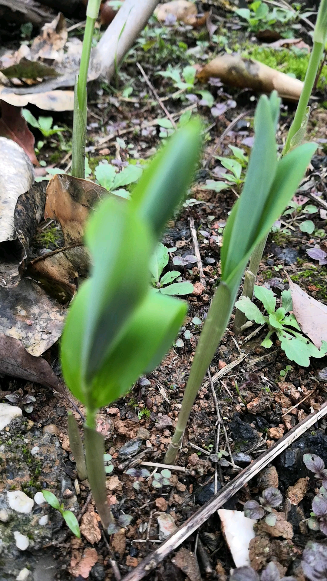 乡村生活#后山里移回家的野生玉竹,终于发芽了,听说这个很滋补哦!