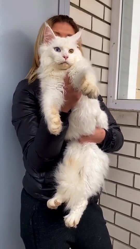 我要上热门#a375.纯白色缅因猫弟弟宠物缅因猫