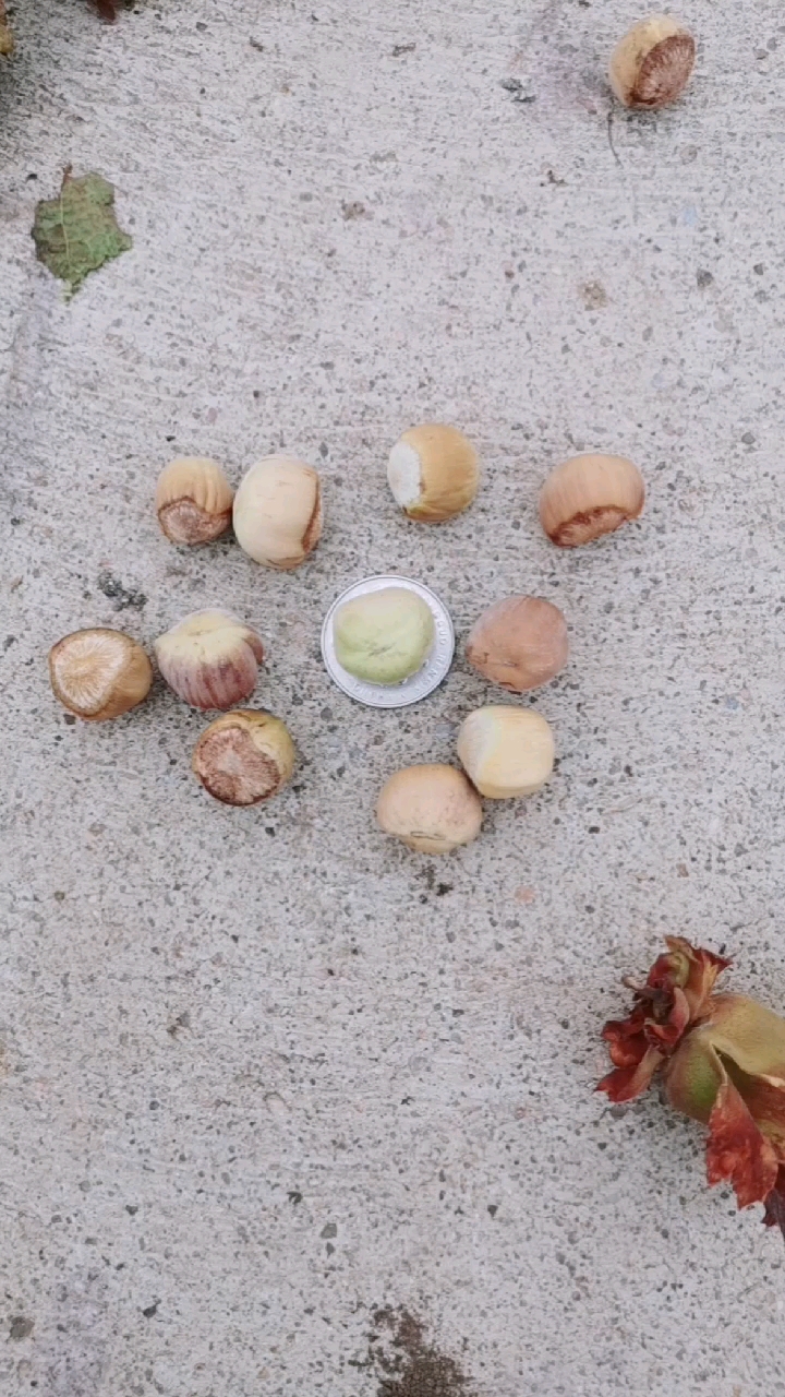 友情提示千万不要买这样鲜榛子(湿榛子)打包装超过24小时就会霉