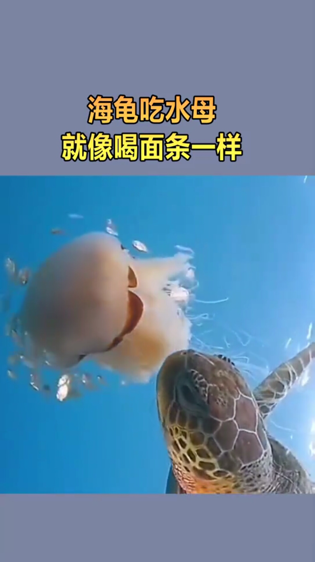 海龟吃水母就像喝面条一样