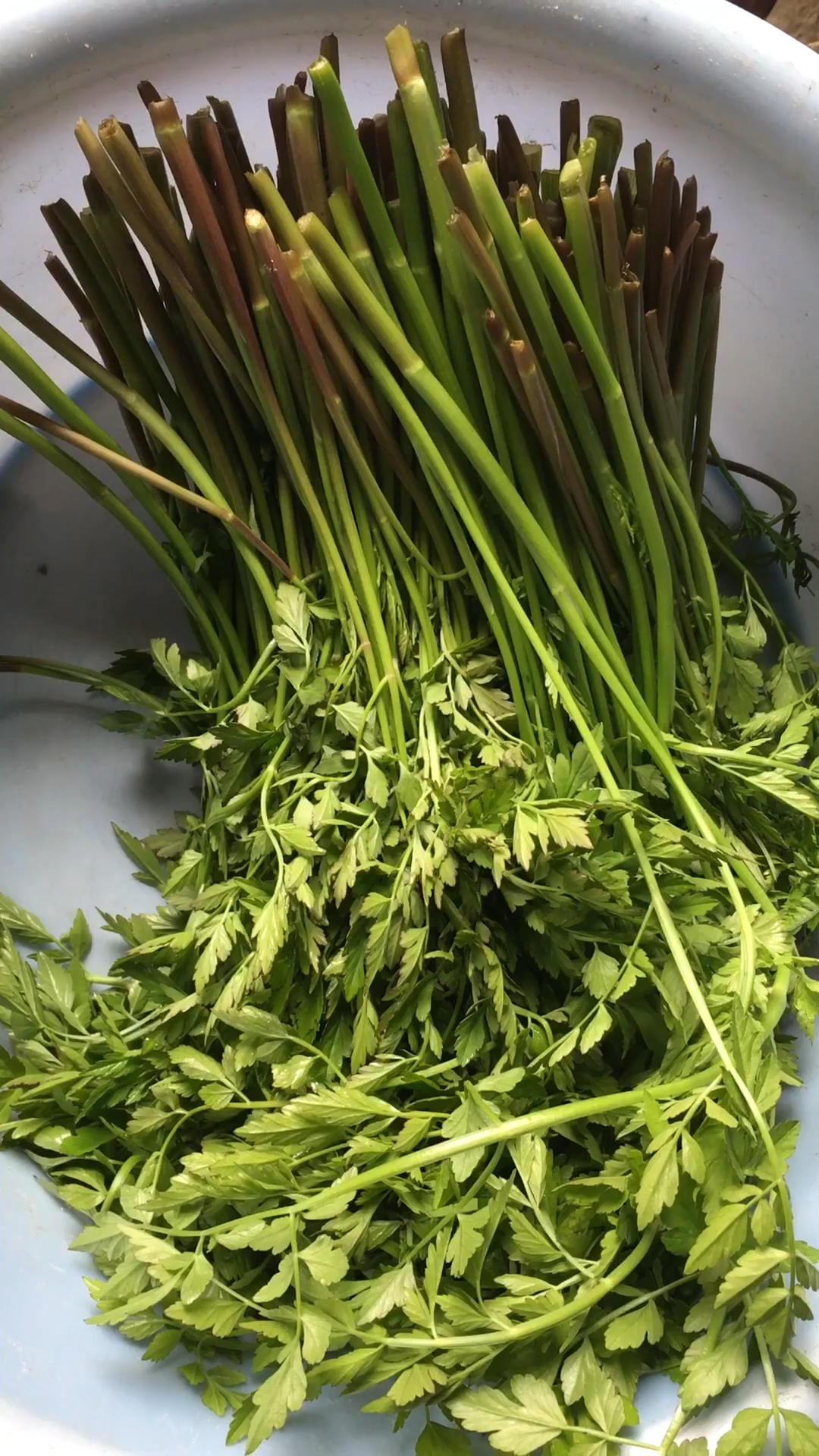 野芹菜,尝尝味道