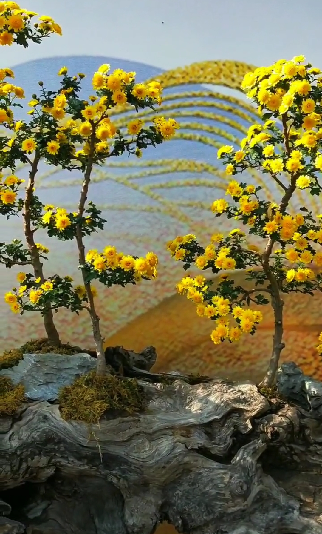 家花野花鲜花菊树第一次见到