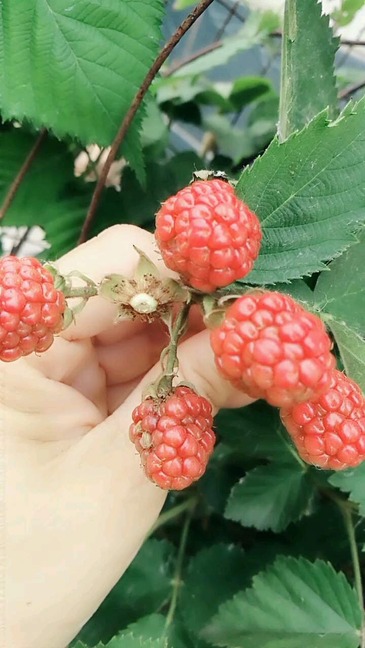 树莓果
