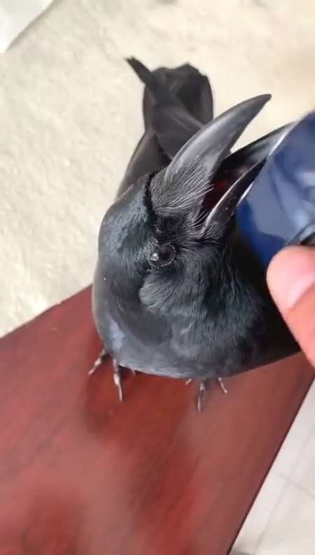 上热门#老公养了三年的乌鸦,居然也跟老公一个爱好,喜欢学人剃胡子