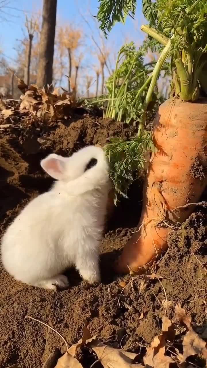 小兔子吃萝卜害羞了