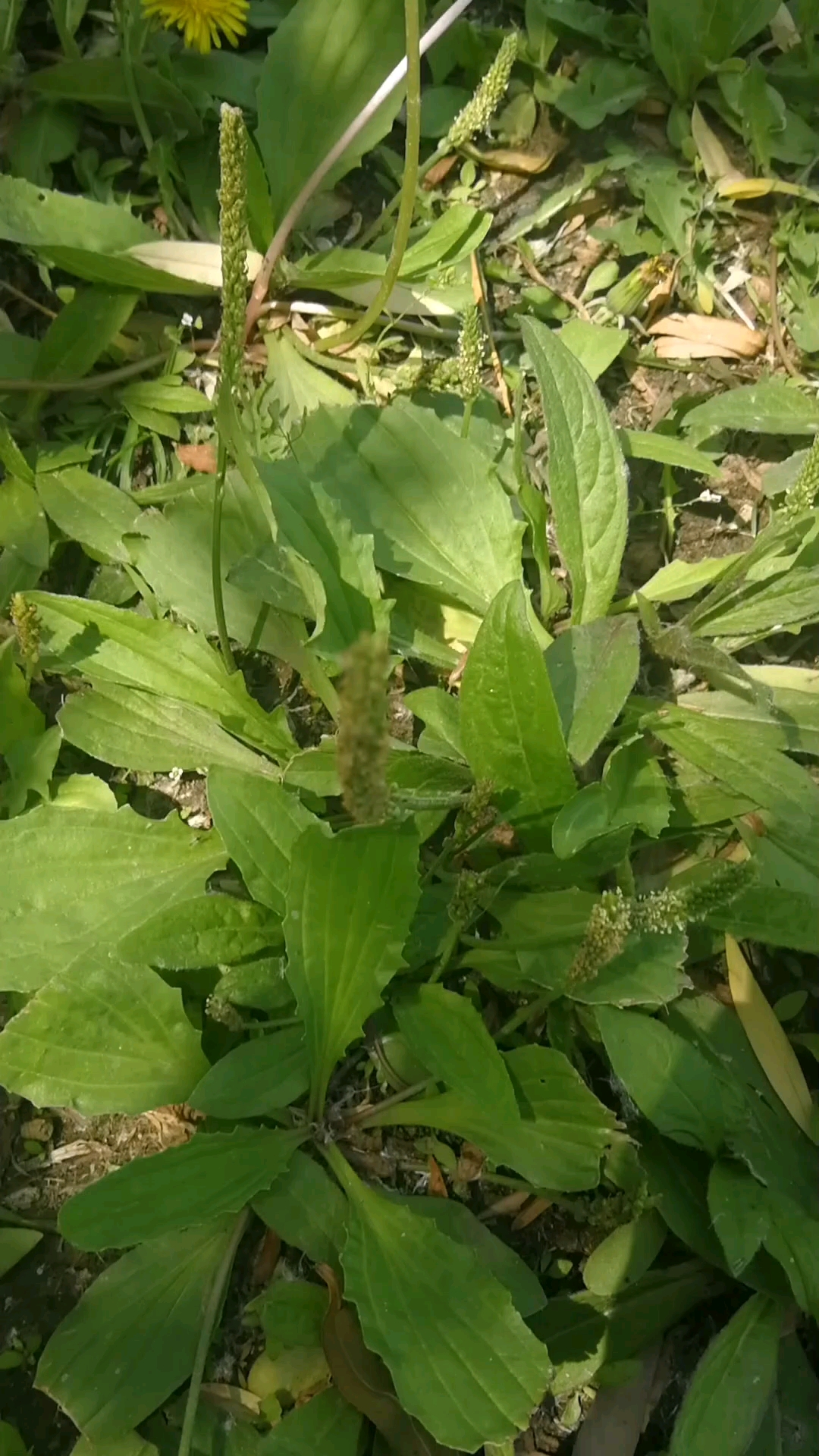 车前草,中药材.喜水边湿地环境,今年旱,长长势不好.-度小视