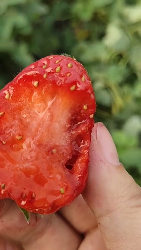 摘草莓摘了一个很熟的咬一口后一个那么大的在动好吓人,吃了要吃打虫