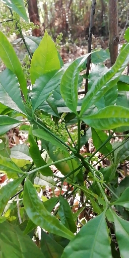仨吖苦广东凉茶特色草药,味苦的不得了
