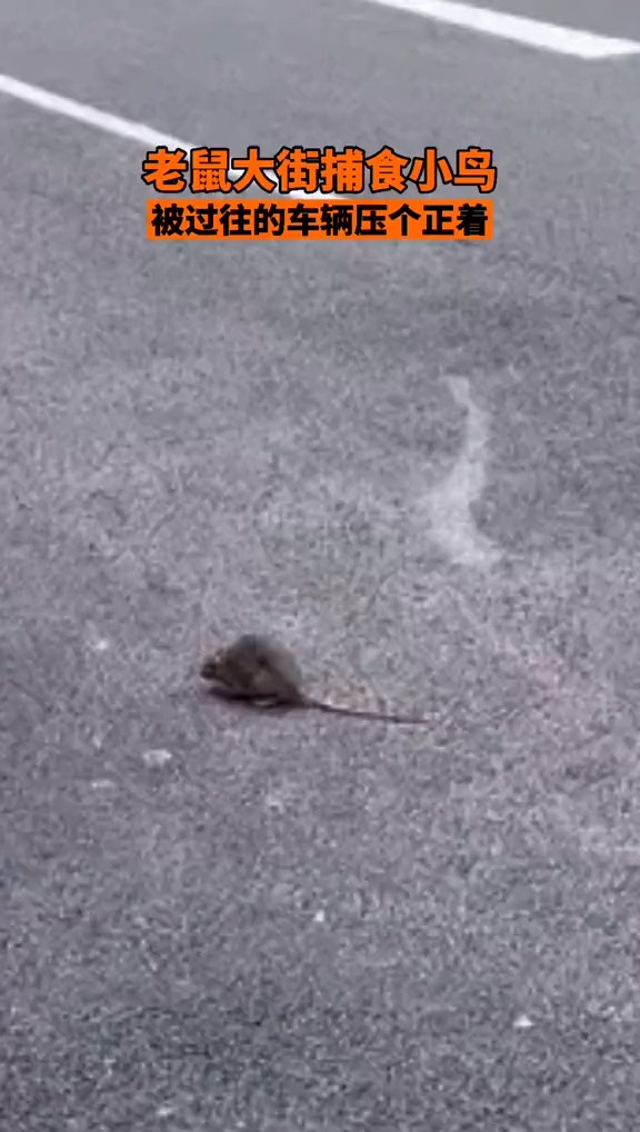 老鼠马路捕食小鸟,却被过往的车辆碾压.