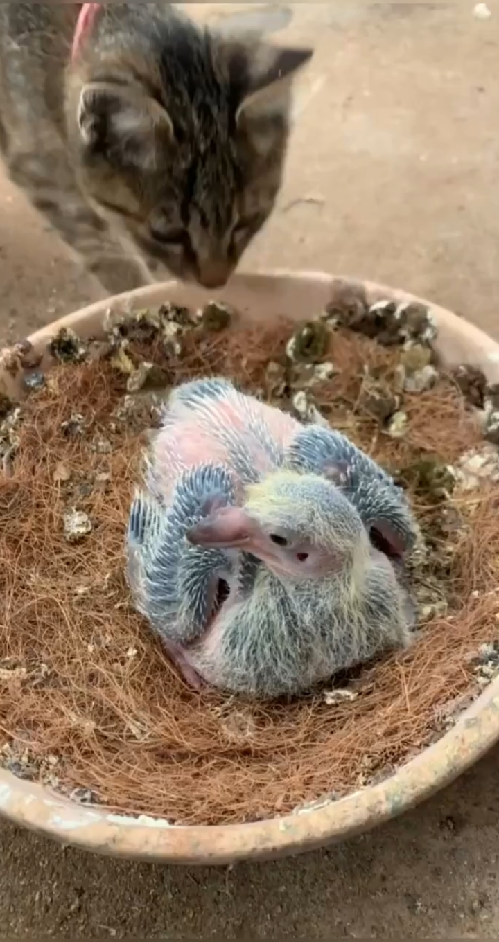 赵孟楷书#给鸽子喂点钙小猫还来了