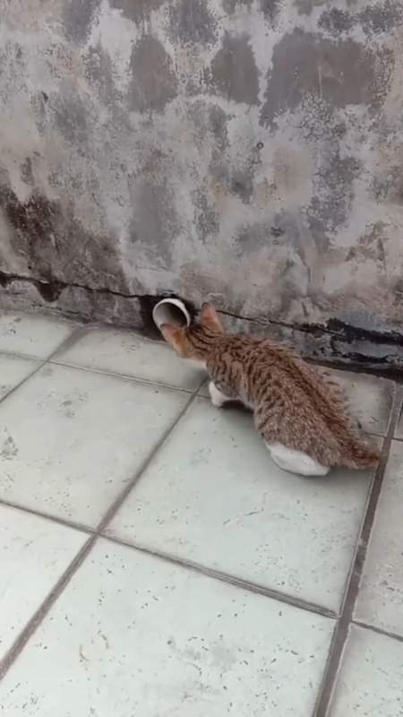 娱乐#一个月大的猫宝宝,竟也学会了守洞待鼠的计谋,我也就看了10遍